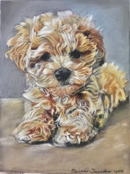 Maltese-puppy 9x12
Original $250
